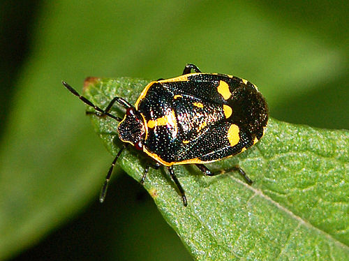 Eurydema oleracea